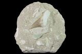 Otodus Shark Tooth Fossil in Rock - Eocene #135852-1